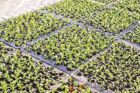 Особенности выращивания брюссельской капусты в открытом грунте: какой нужен уход растению?
