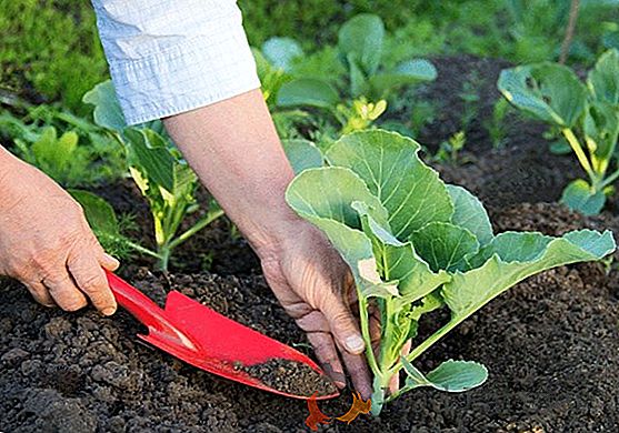 Características de cultivar zanahorias tempranas en el invernadero