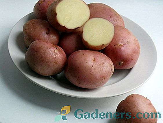 Značilnosti sorte krompirja