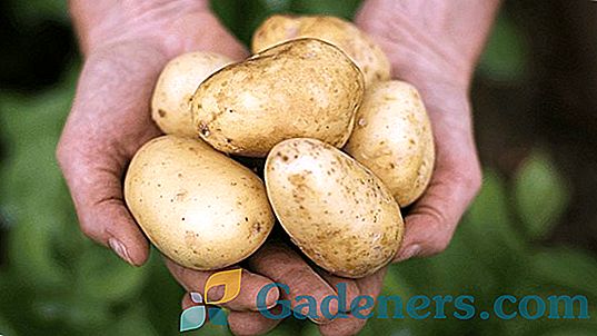 Характеристики на сорта картофи Red Scarlett