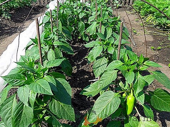 Características preparar sementes de pimenta para a sementeira de mudas: tratamentos obrigatórios, como embeber sementes e em conserva