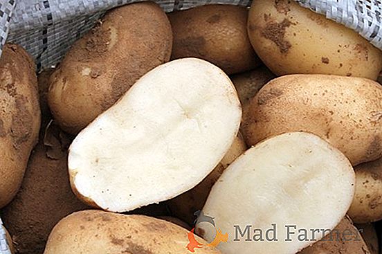 Patatas tempranas impecables "Artemisa": descripción de la variedad, foto, descripción