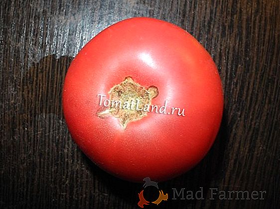 "Fleshy Handsome" - tomate, bellamente adorna las camas y da una gran cosecha