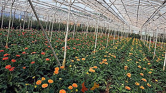 Kvety a podnikanie: ziskovosť pestovania ruží a tulipánov v skleníku