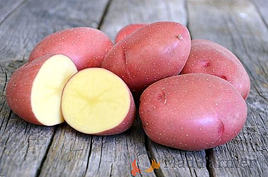 Para torcedores de primeiras colheitas - batatas "iguaria de Bryansk": uma descrição da variedade e características