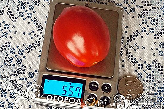 Pro konzervaci rajčat "Salted Delicacy": podrobný popis odrůdy