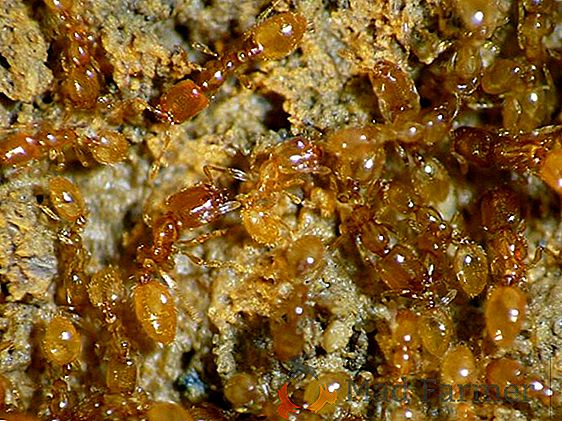 Hormigas de bosque y jardín: especies, características, daños y beneficios