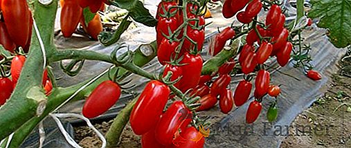 Dimenticatevi di piantine con pomodoro "Bezrossadny": descrizione di pomodori, resa, piantagione, irrigazione e controllo dei parassiti