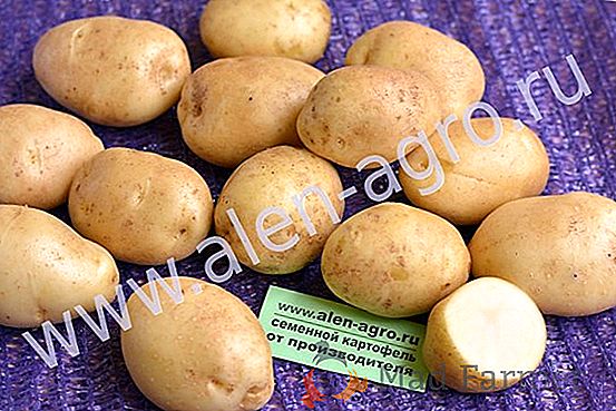 Patatas Mollusi alemanas - excelente sabor y alto rendimiento