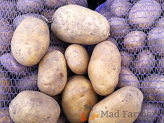 Tableau, pommes de terre mi-tardives "Aurora": une description de la variété, des caractéristiques et des photos