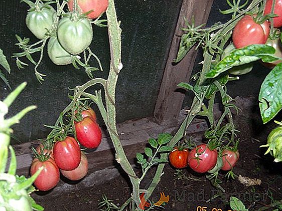 "Dono di Zavolzhye": descrizione e caratteristiche della varietà di pomodoro, raccomandazioni per la coltivazione di pomodori