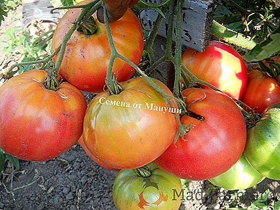 Dobrá odroda rajčín s vysokým výnosom - "Sugar Bison" - popis, vlastnosti, odporúčania