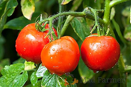 Dobrý výnos s rajčaty "Noviny Podněstří": popis odrůdy, fotky, vlastnosti rajčat