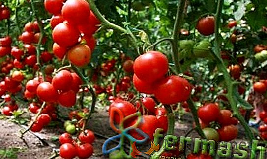 Тепличний томат «Кристал f1» опис сорту, вирощування, походження, фото