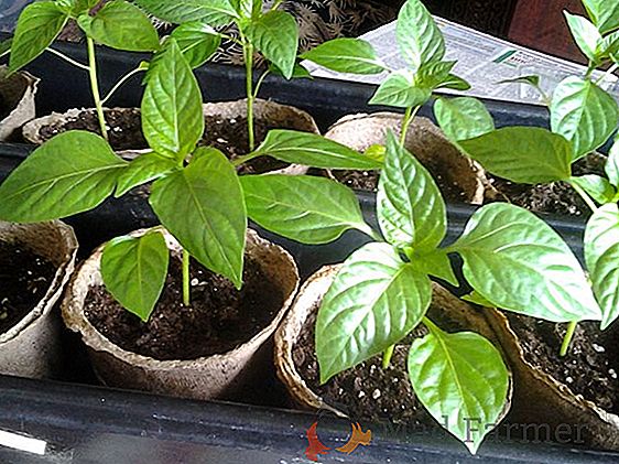 "Crescer grande, não pequeno", estimuladores de crescimento para mudas de pimenta