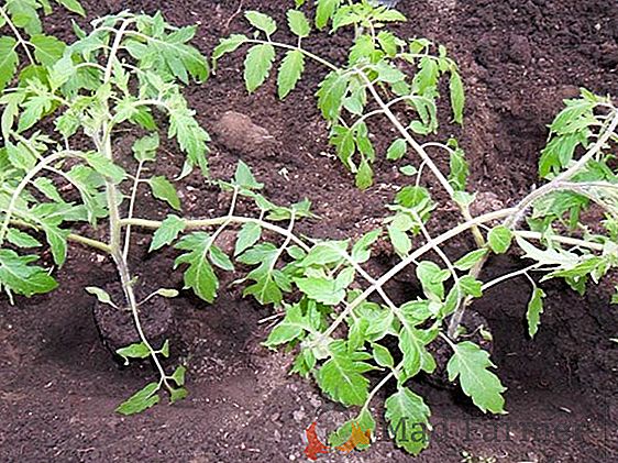 Растат просто, яде вкусни - домати Sunrise F1: характеристики и описание на сорта