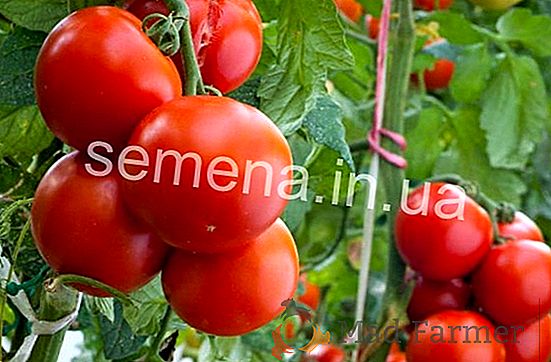 Pěstujte rajčata "Polfast F1" - popis odrůdy a tajemství vysokých výnosů