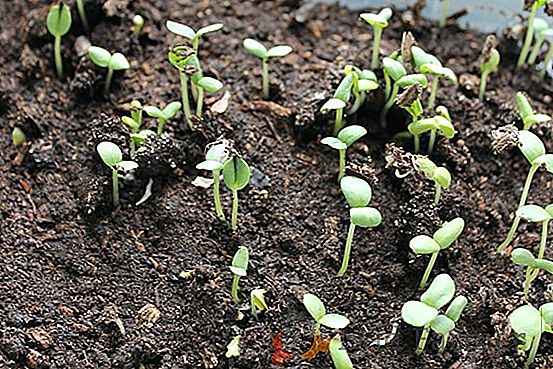 Rosnąca wczesna cukinia - nasiona lub sadzonki