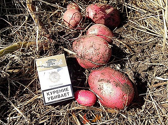 Pěstování brambor Zhuravinka: charakteristika a popis odrůdy, foto