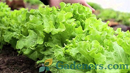 Audzēšanas salāti: lauksaimniecības veidi un īpašības