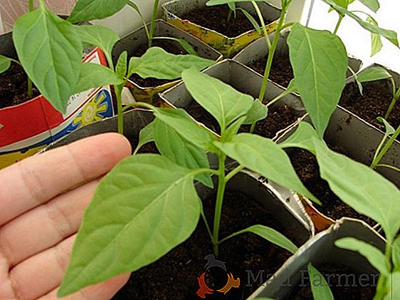 Rosnące sadzonki do sadzenia w szklarni wykonane z poliwęglanu: kiedy siać i co bardziej opłaca się sadzić?