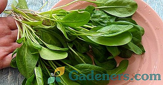 Вирощування шпинату на дачі: корисний продукт для власного споживання