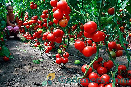 Augantys pomidorai šalyje