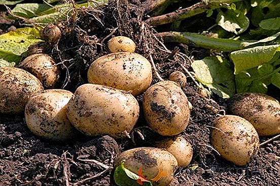Характеристика российского картофеля «Рябинушка»: описание сорта, фото