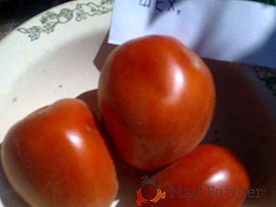 Résistente, bonito, produzindo variedade para suas camas - tomate "Bagheera"