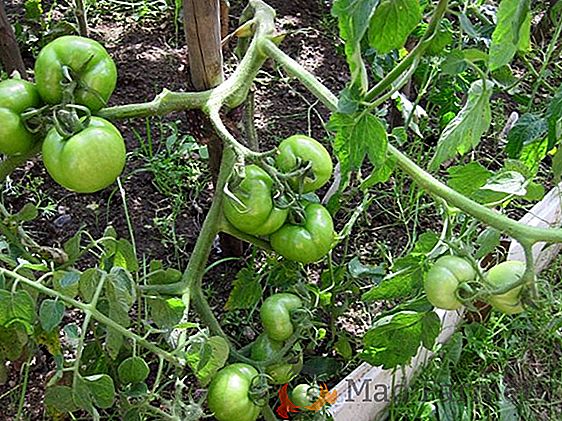 Cosecha de tomates deliciosos sin mucha molestia - tomate "Kalinka-malinka": una descripción de la variedad, sus ventajas y desventajas