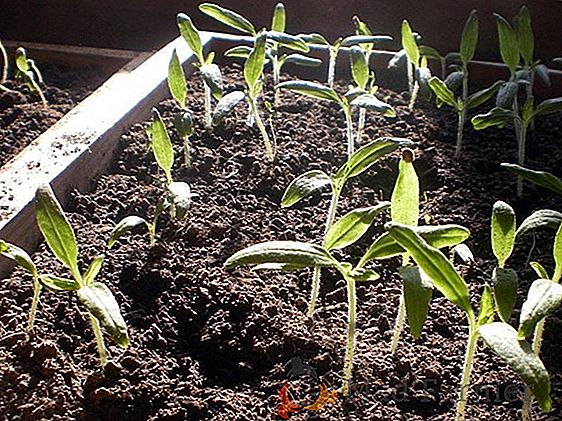 A zdravé a silné sadenice uhoriek: pestovanie doma, ako to urobiť, pravidlá starostlivosti o mladé rastliny