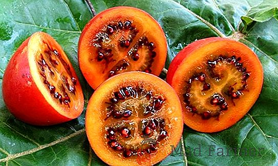 Теплолюбивый томат «Золотой Юбилей» f1 - яркий скороспелый сорт для вашей теплицы