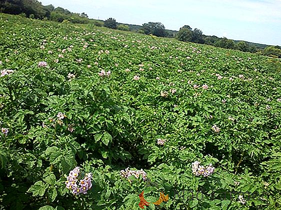 Suc de semințe de înaltă calitate varietate de cartof "Jelly": descriere, descriere și fotografie