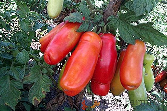 Vysokokapacitní rajčata "Ilich F1": popis nenáročné odrůdy