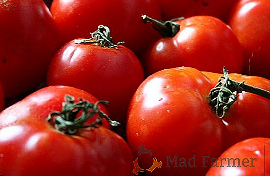 Une récolte de tomates élevée avec "Le Mystère de la Nature"