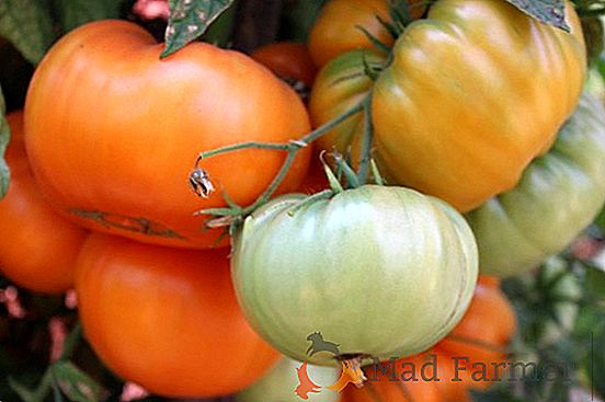 Visok prinos s rajčicom "Dubok": karakteristike i opis sorte, fotografije, osobitosti uzgoja rajčice