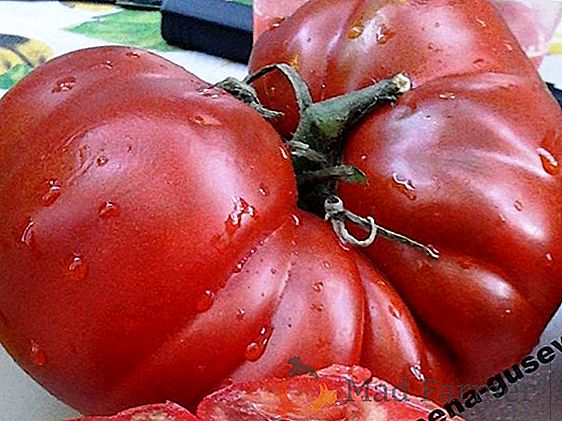 Gigante de alto rendimiento del jardín - variedad de tomate "corazón de toro rosa": descripción y descripción