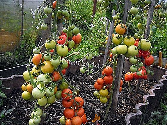 Ibrido ad alto rendimento dal gusto eccellente - pomodoro "Irina": caratteristiche e descrizione della varietà, foto