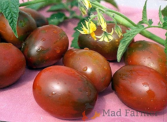 "De Barao Black" - um tomate exótico em suas camas