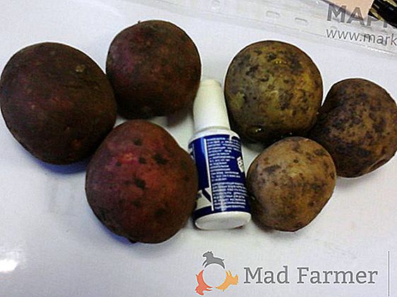 Krajowa odmiana ziemniaka "Nikulinsky": uprawa, opis odmiany, cechy i zdjęcia
