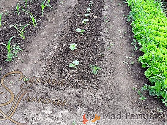 Nos damos cuenta de cómo alimentar las plántulas de pimiento, y cuándo y con qué frecuencia hacerlo, qué fertilizantes usar
