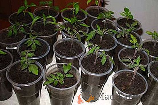 Како исправно пресадити саднице краставаца? Карактеристике припреме, роњења и неге садница након ове процедуре