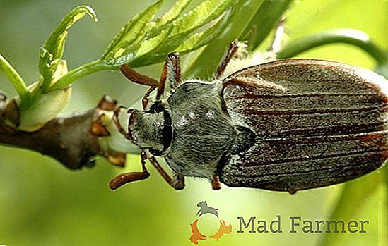 Comment la larve du scarabée May regarde-t-elle et se nourrit-elle?
