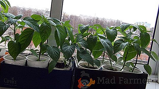 Kako se izbirajo vzorci sadik poper doma? Kdaj to storiti, opis postopka s fotografijami, skrb za presajene rastline