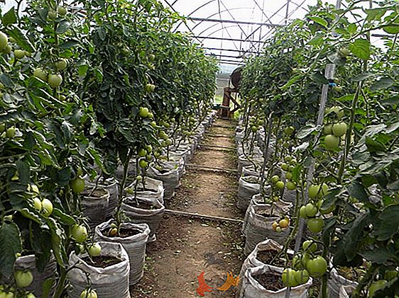 Combien de fois et correctement pour arroser les tomates dans une serre, les types d'organisation de l'arrosage des tomates