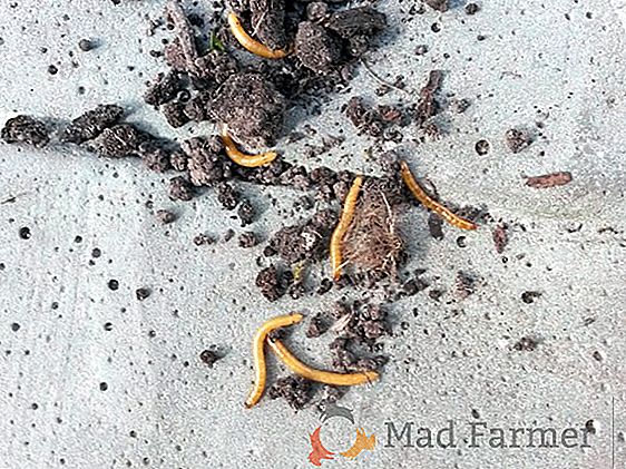 Cómo deshacerse del gusano de alambre en el jardín - métodos y medios de lucha