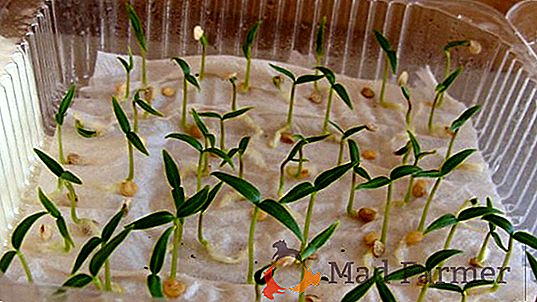 Come far crescere paprica in policarbonato serra: sfumature di coltivazione, la semina e la manutenzione