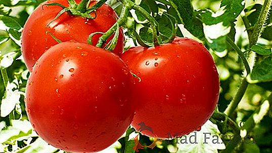 Como crescer o início do amadurecimento do tomate "Hurricane F1": descrição, foto e caracterização da variedade