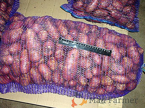 Comment faire pousser des pommes de terre "Irbitsky" - variété à gros fruits et à haut rendement: photo et description