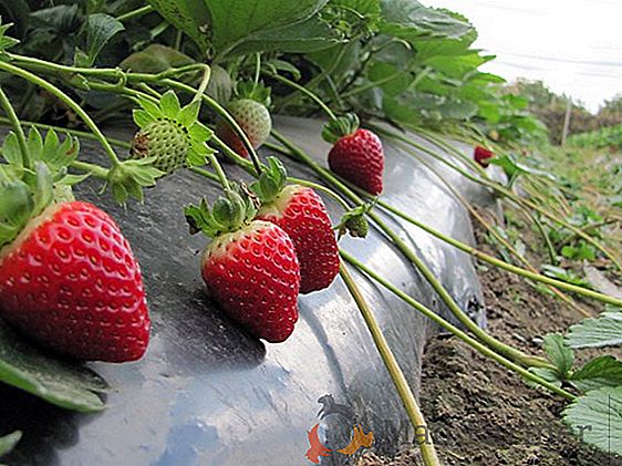 Как да отглеждаме ягоди в оранжерия